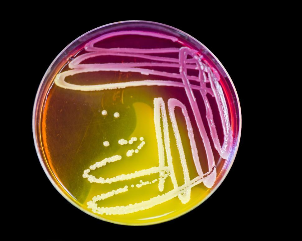Download Free Stock Photo of Microbiology 