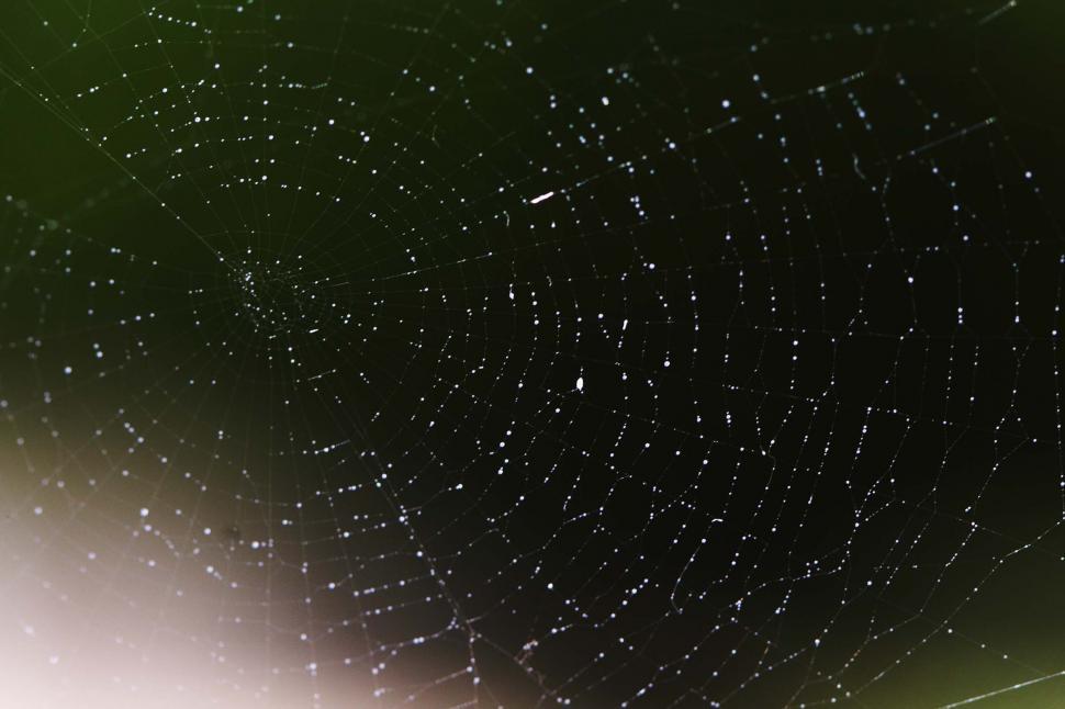 Free Image of Spider web 