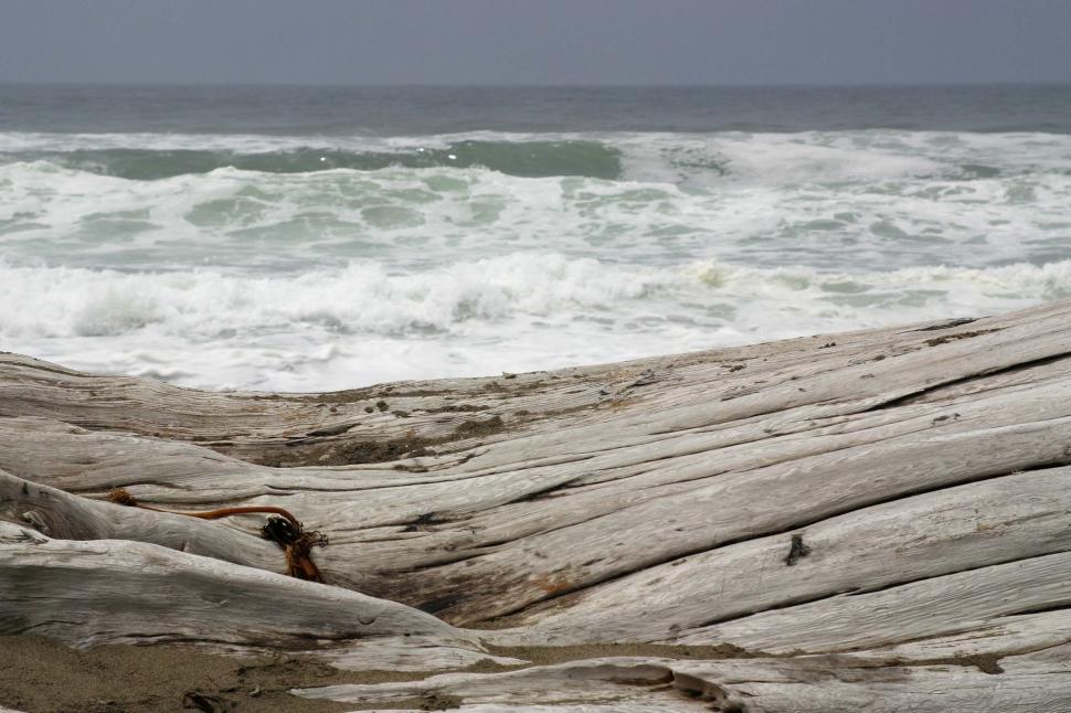 Free Image of beach coast coastal ocean fog driftwood wood sand california northern water coastline log bleach bleached wave sea foam rollers roller 