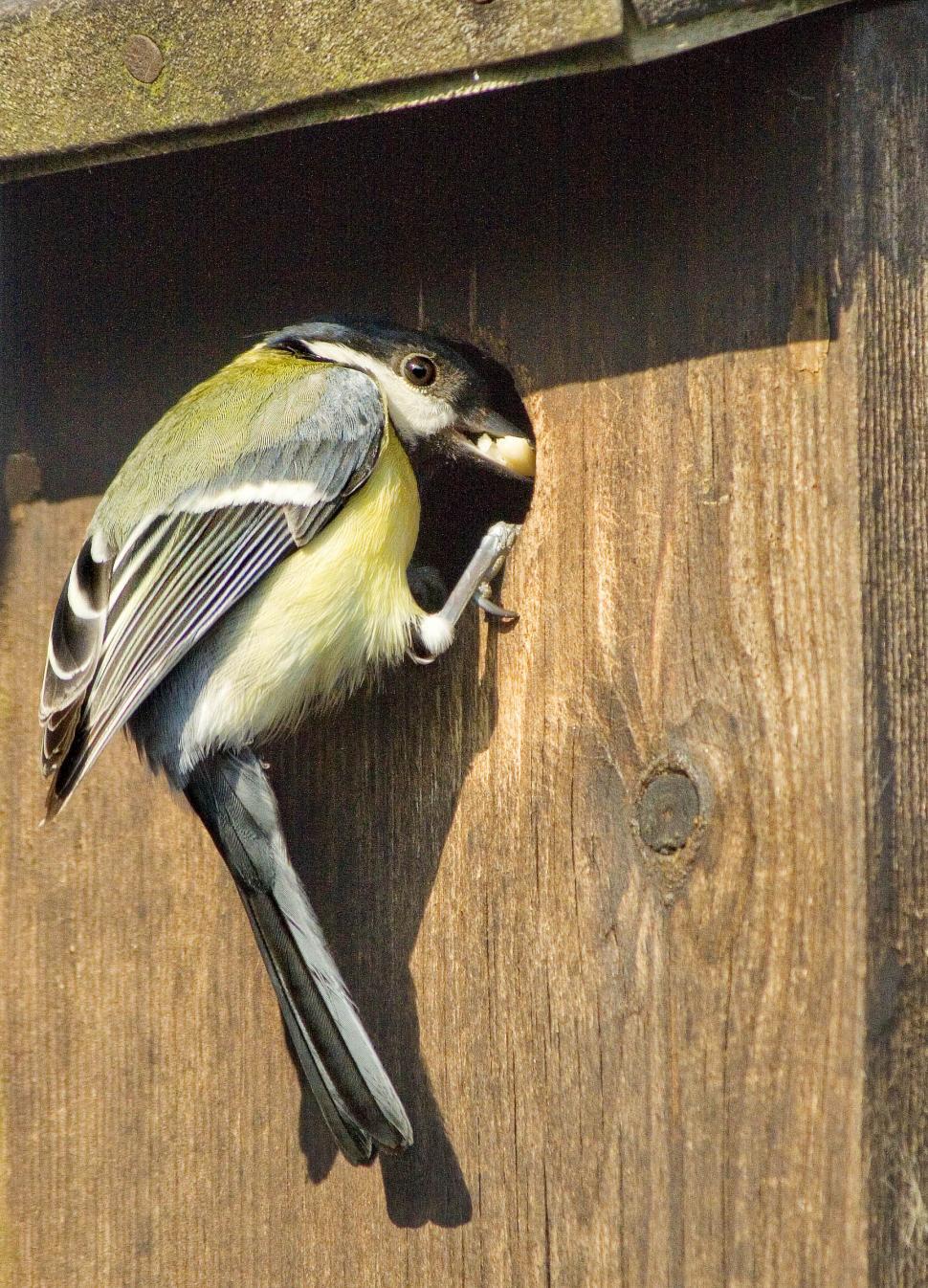 Free Image of Bird Sitting on Wooden Bird House 