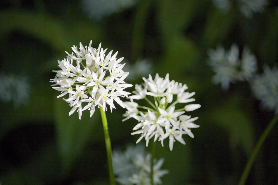Free Image of Close Up of White Flowers in Field 