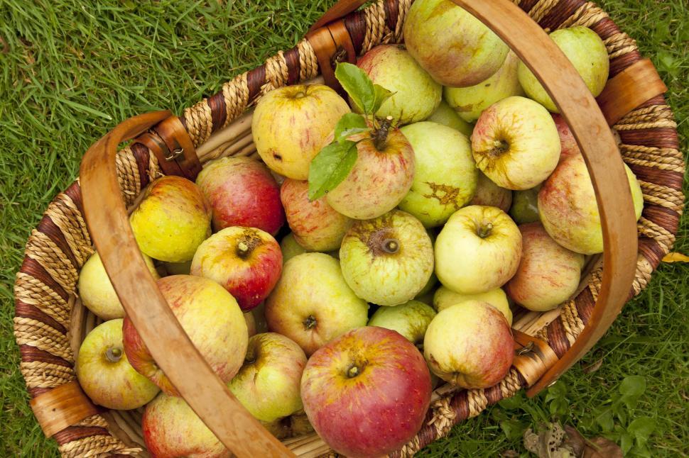 Free Image of Basket Filled With Green and Red Apples 