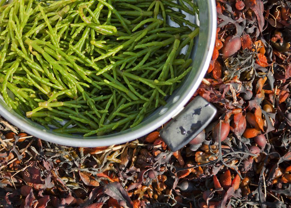 Free Image of Bucket Full of Green Beans on the Ground 