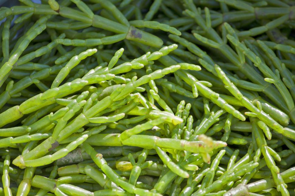 Free Image of Pile of Green Beans 