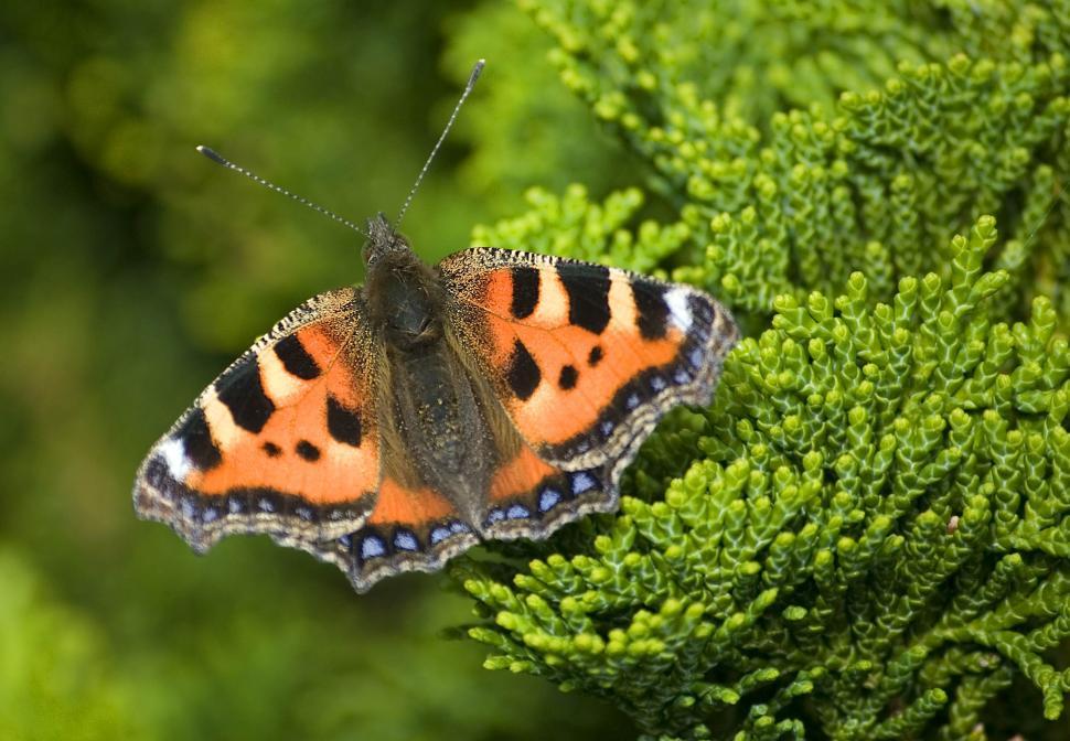 Free Image of Orange and Black Butterfly on Green Plant 