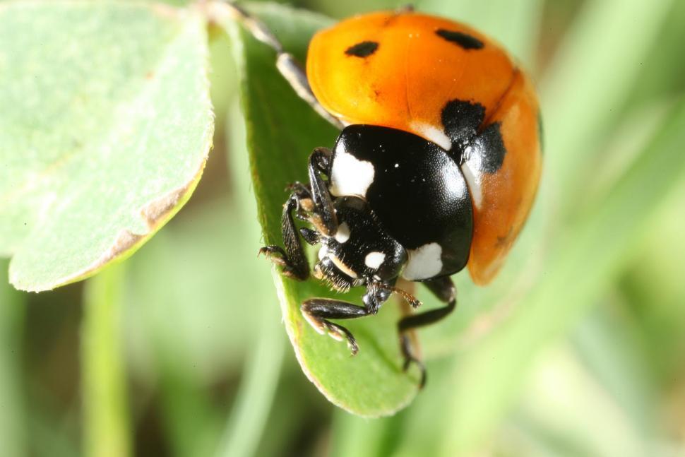 Free Image of Ladybug 