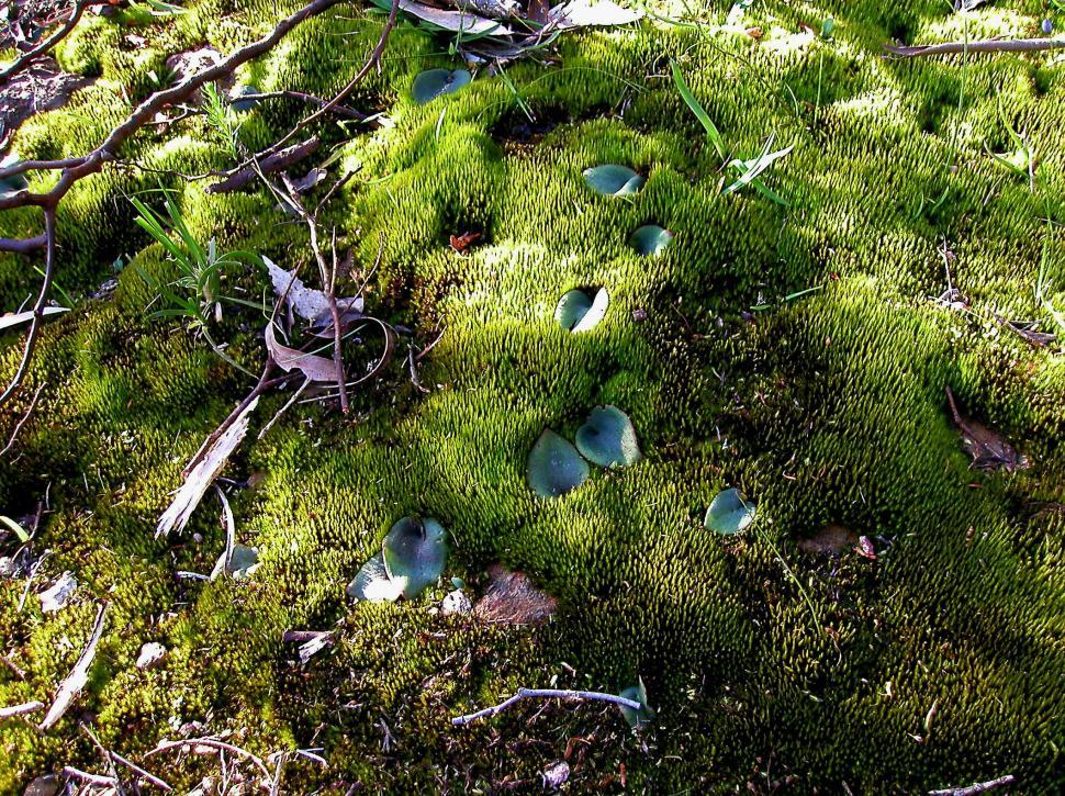 Free Image of Moss carpet in Spring 