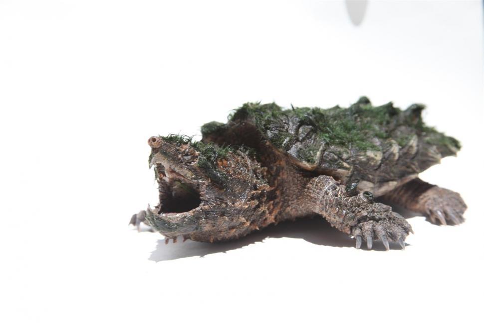 Free Image of Alligator Snapping Turtle 