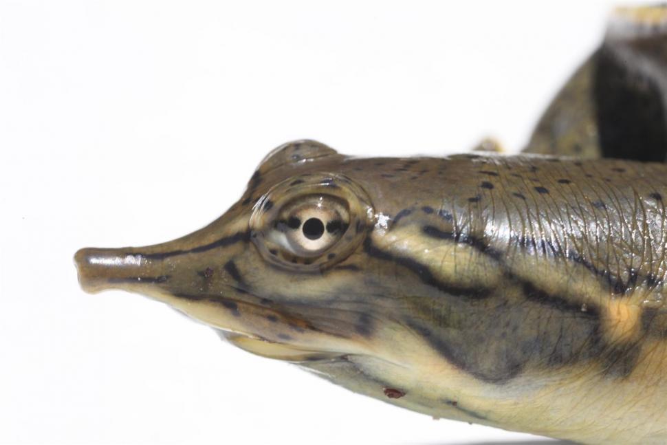 Free Image of Soft Shell Turtle 