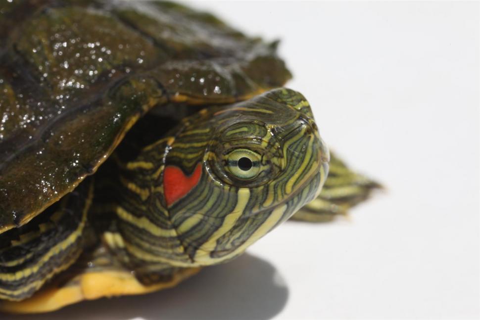 Free Image of Red Earred Slider Turtle 