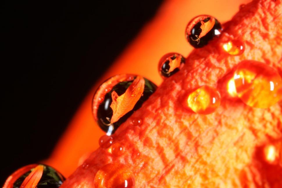Free Image of Water drops 