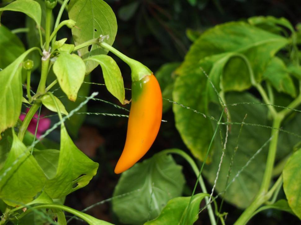 Free Image of Peppers 