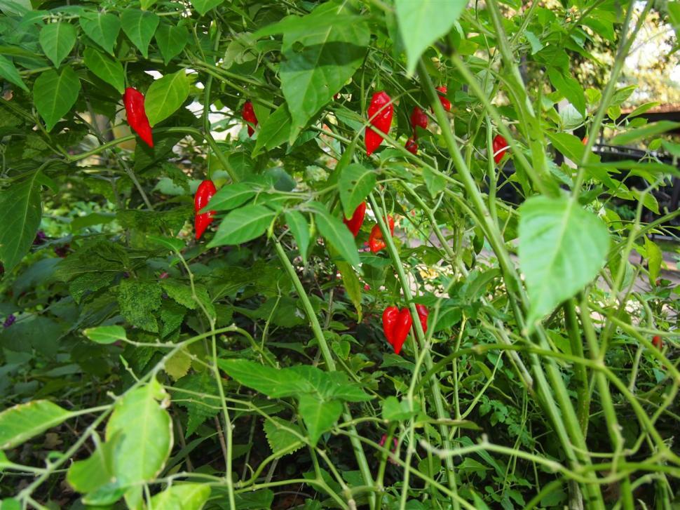 Free Image of Peppers 