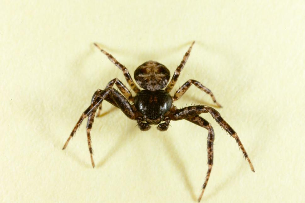 Free Image of Crab Spider 
