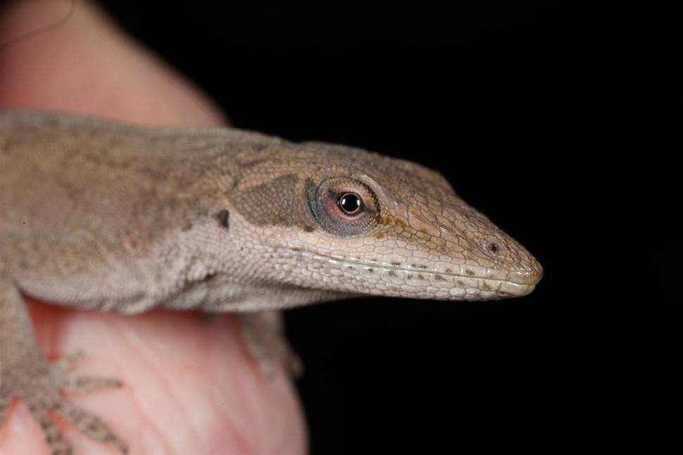 Free Image of Green Anole Lizard Brown Phase 