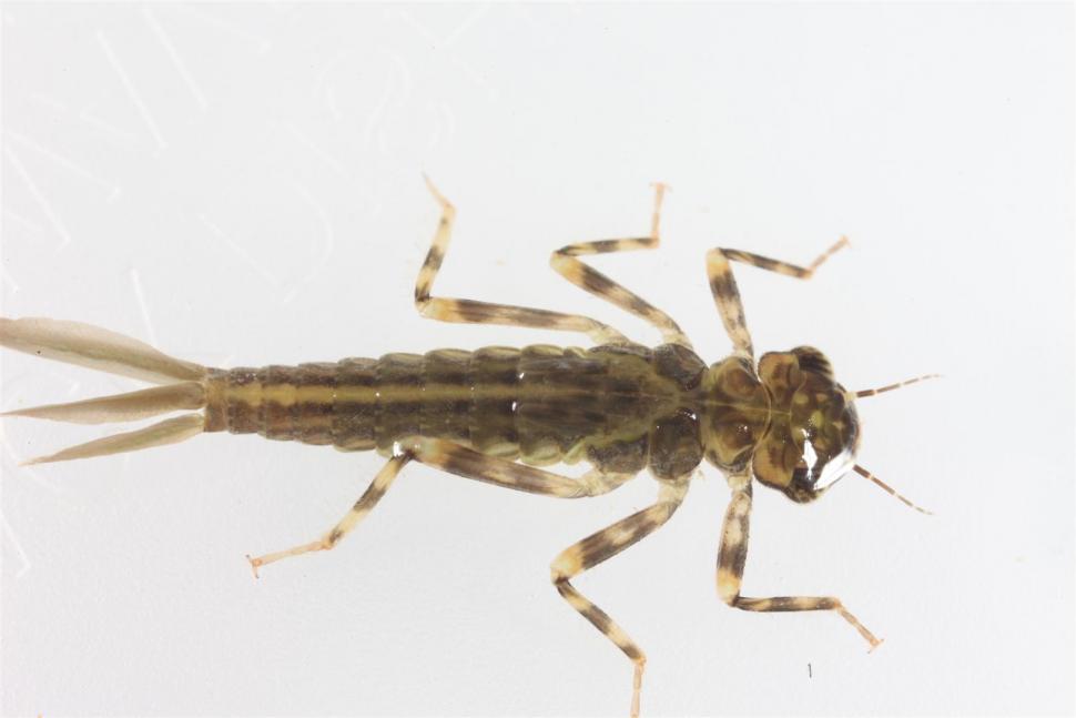 Free Image of Dragonfly Larva 