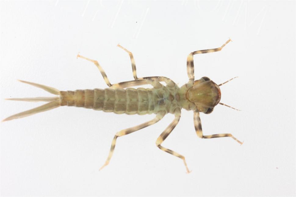 Free Image of Dragonfly Larva 