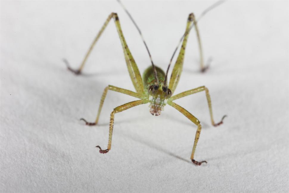 Free Image of Field Cricket 