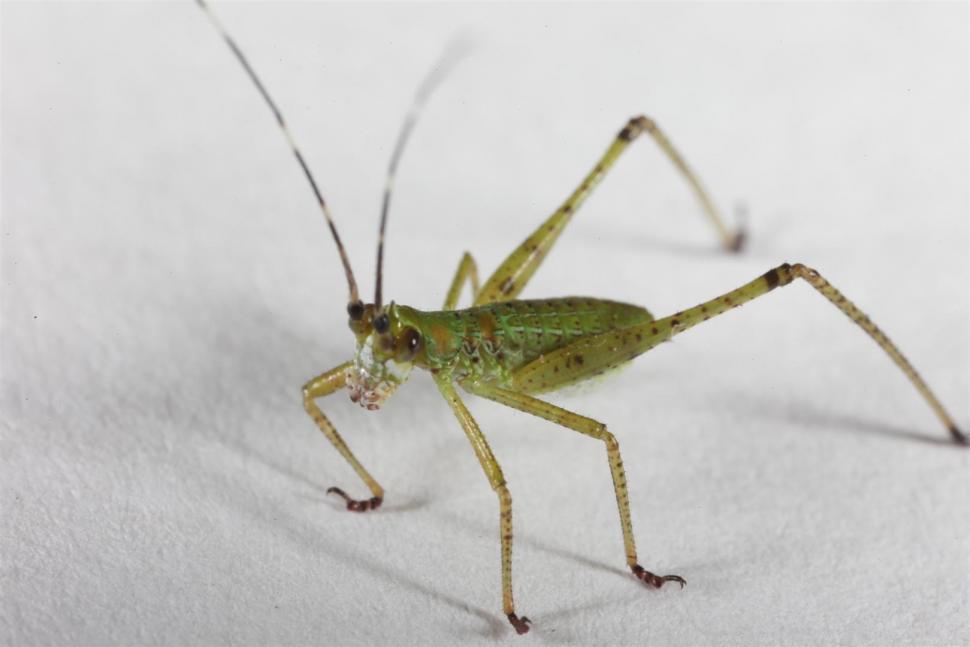 Free Image of Field Cricket 