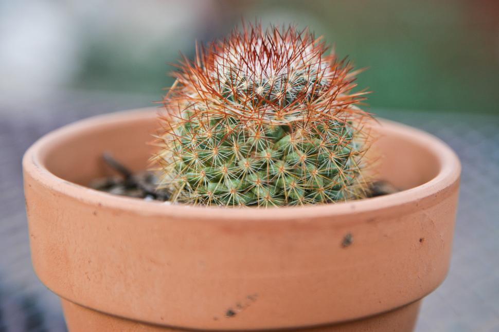 Free Image of Small Cactus 