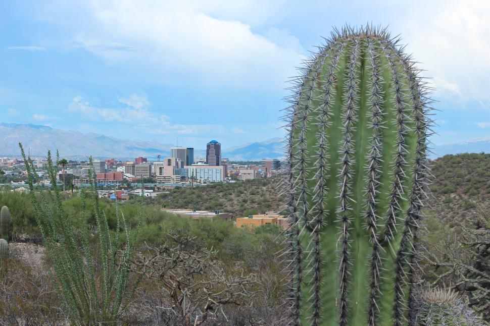 Free Image of Cactus Near Tucson 