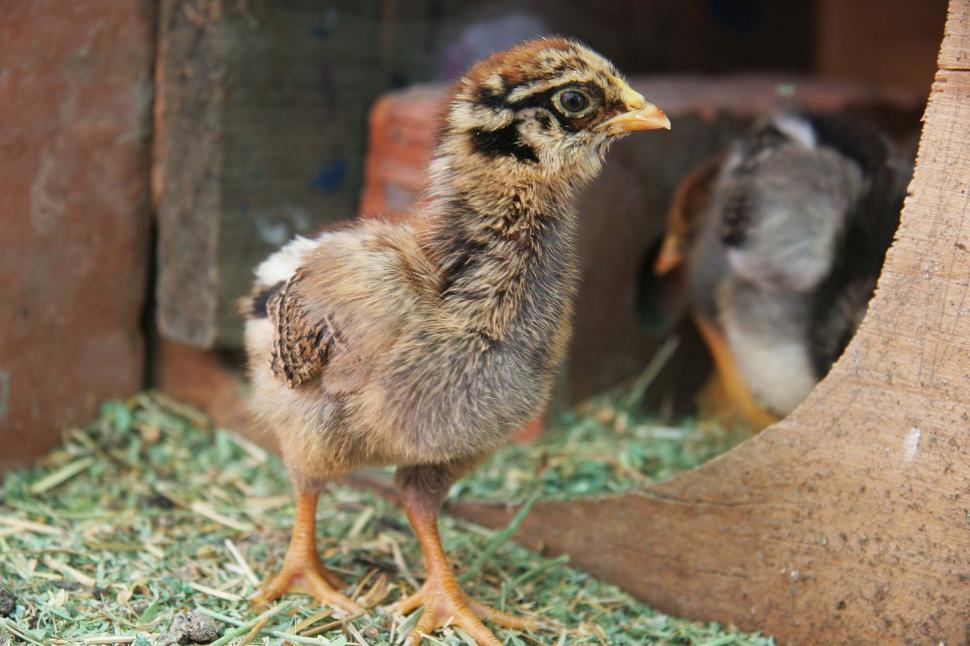 Free Image of Baby chick 