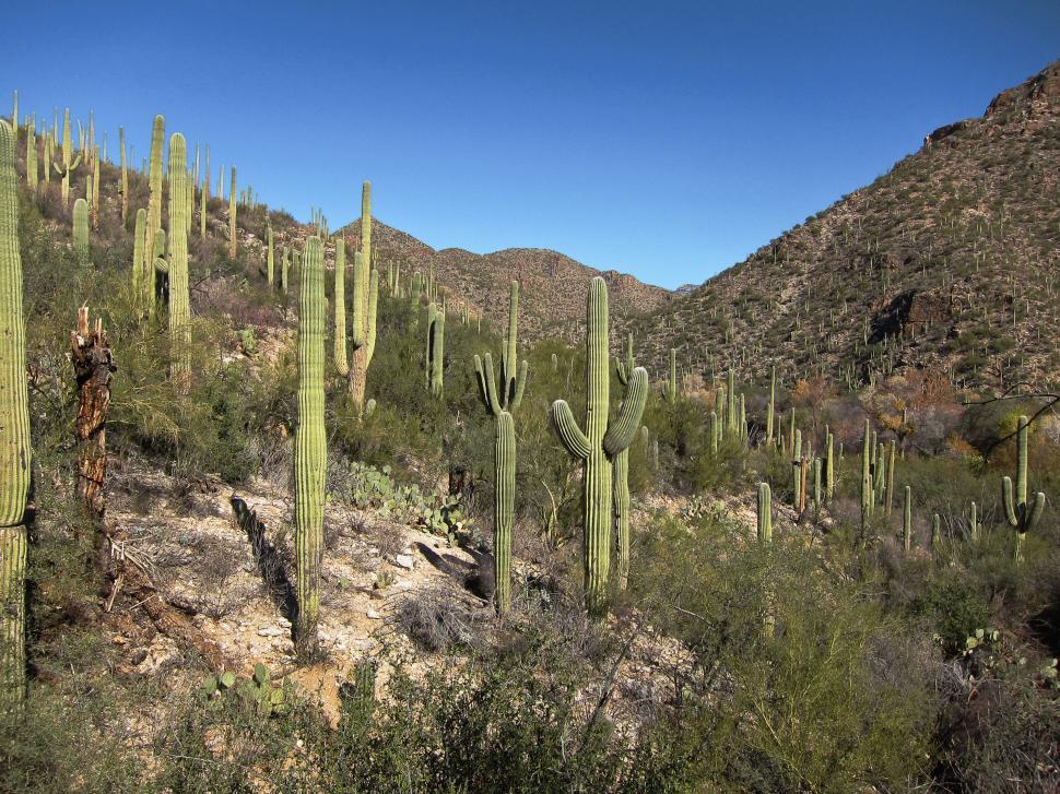 Free Image of Saguaros in Tucson, Arizona 