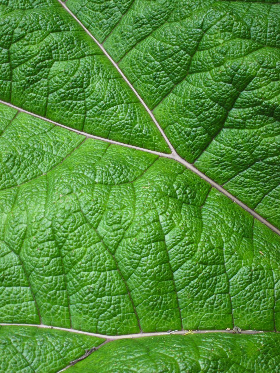 Free Image of Green Leaf 