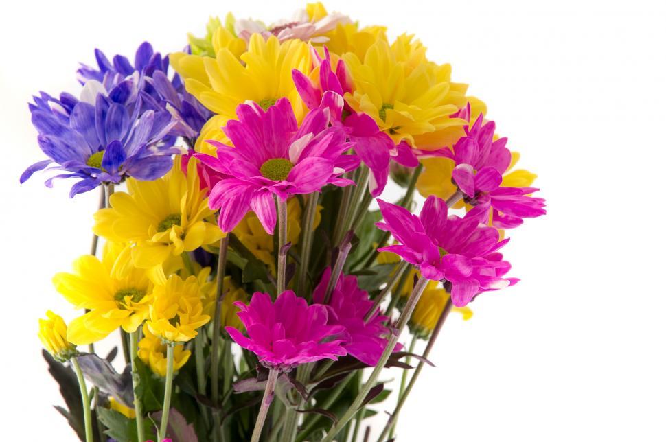 Free Image of Colorful Flowers 