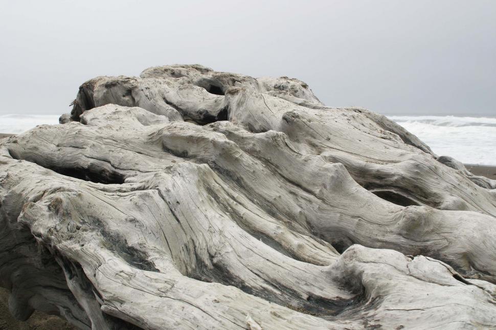 Free Image of beach coast coastal ocean fog driftwood wood sand california northern water coastline log bleach bleached tree monochrome 