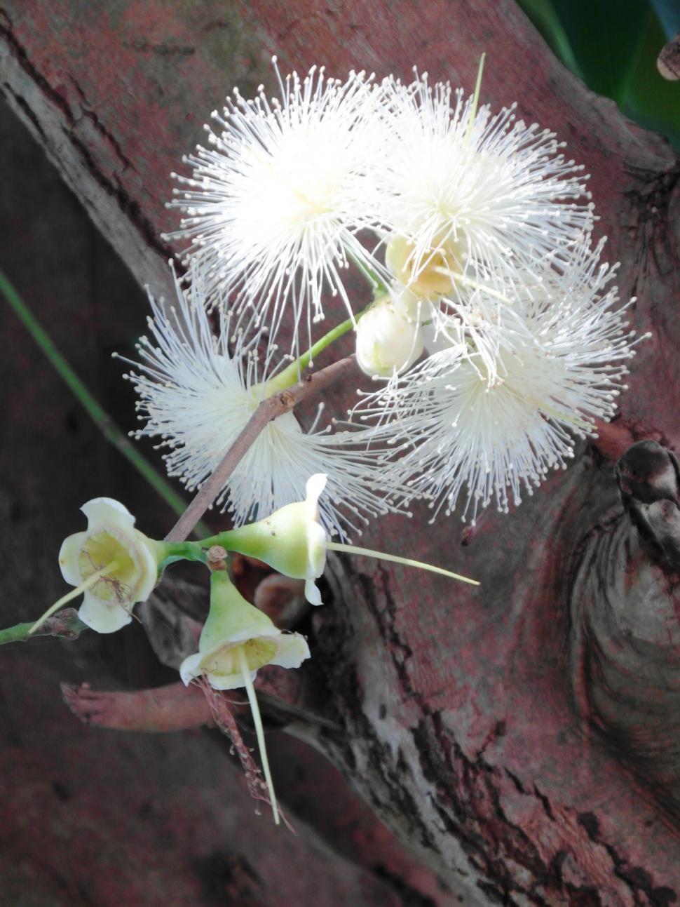 Free Image of Unusual White Flowers 
