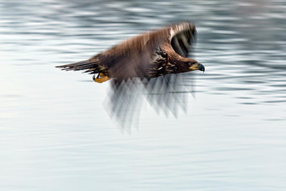 Free Image of Bald Eagle 
