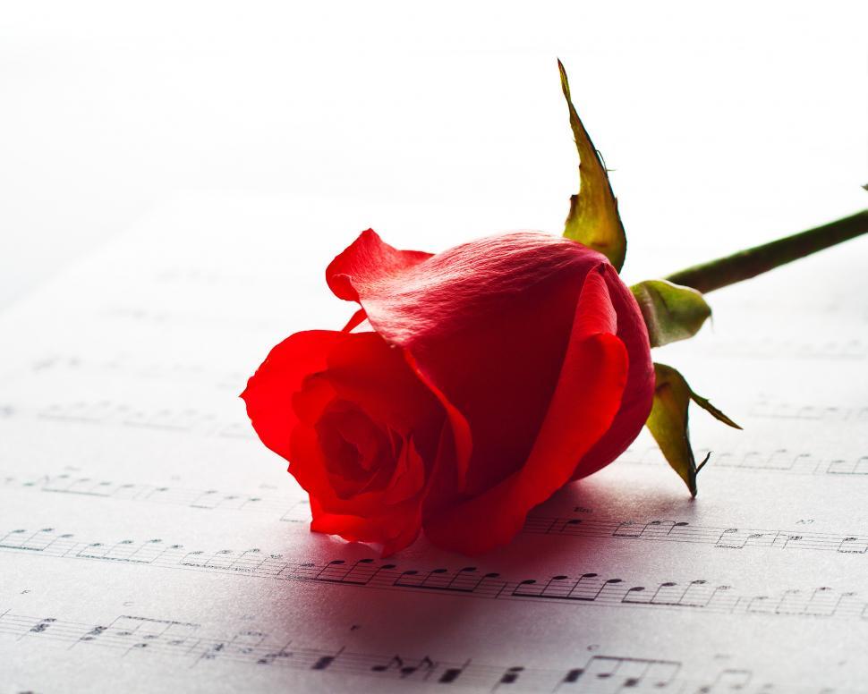 Free Image of Rose and Music 