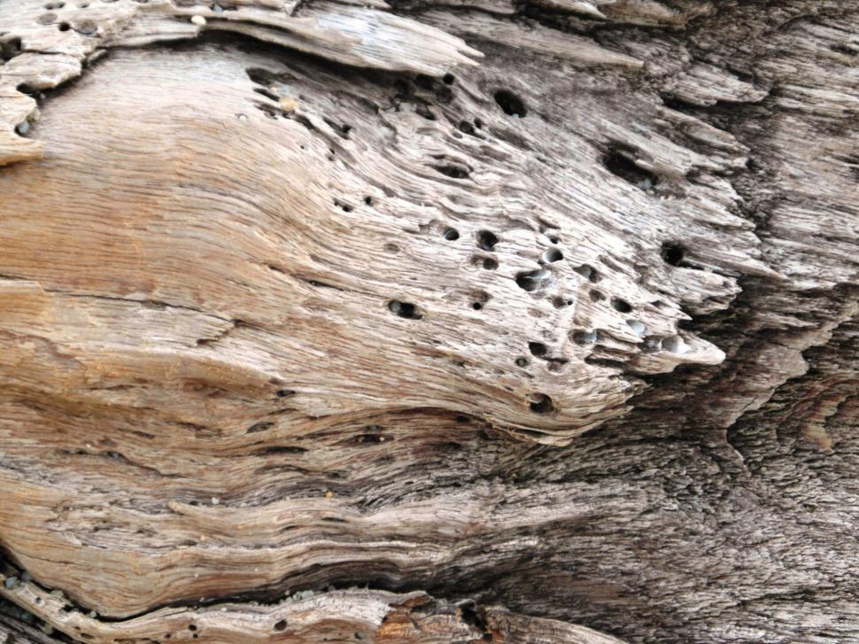 Free Image of Driftwood Background 