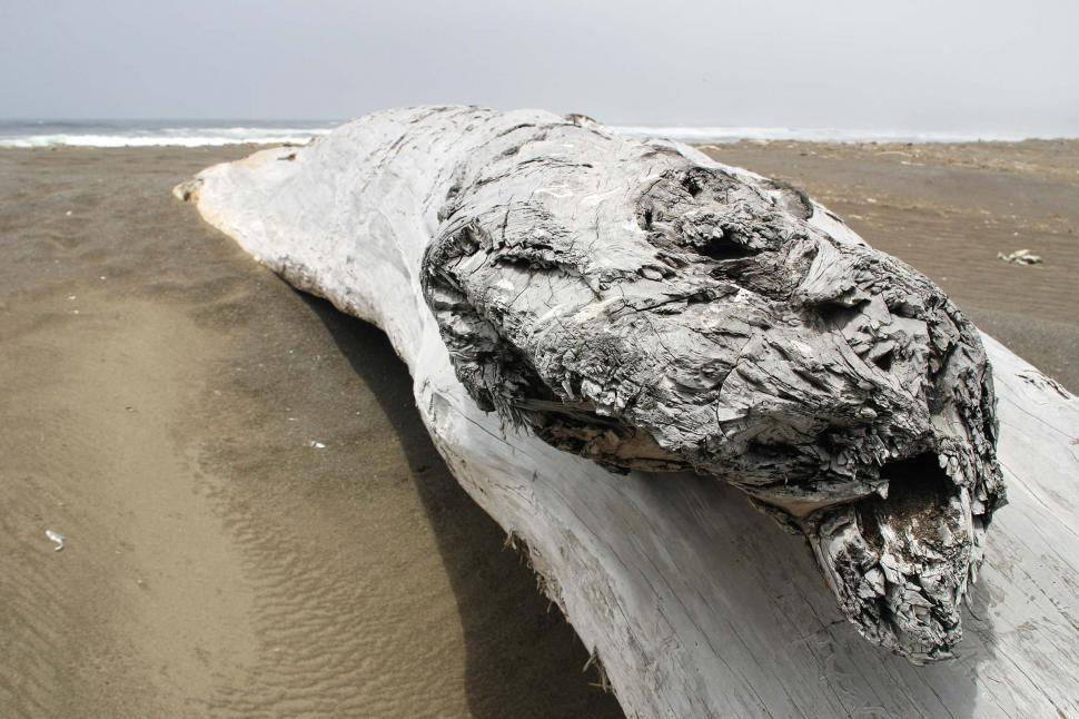 Free Image of beach coast coastal ocean fog driftwood wood sand california northern water coastline log bleach bleached 