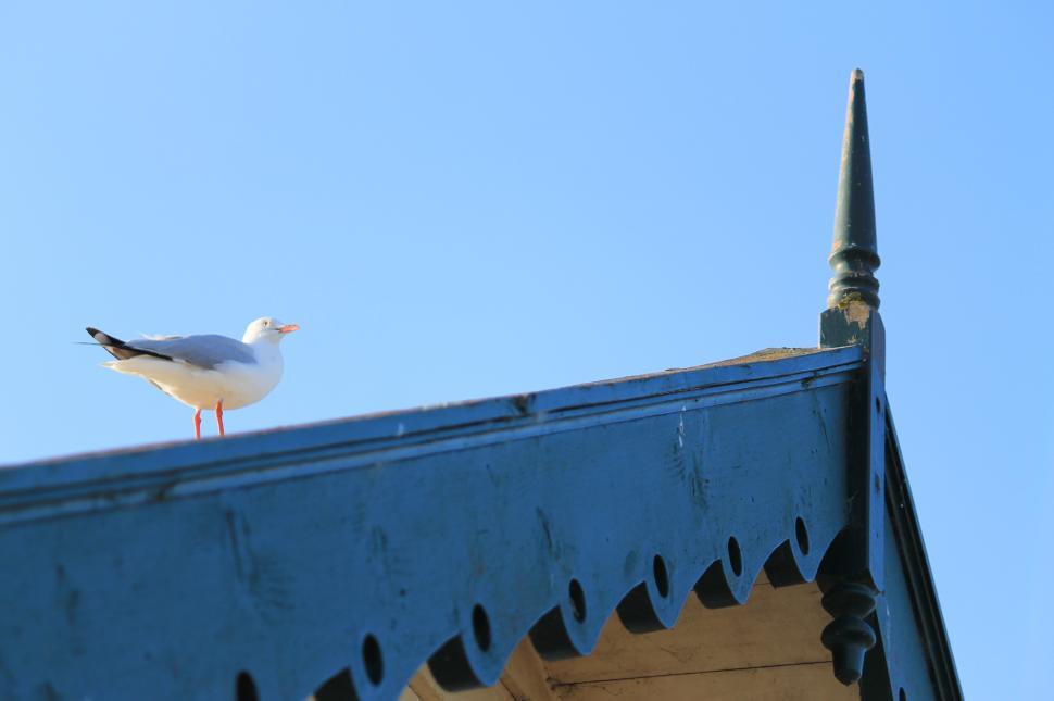 Free Image of Bird on a blue shed roof 