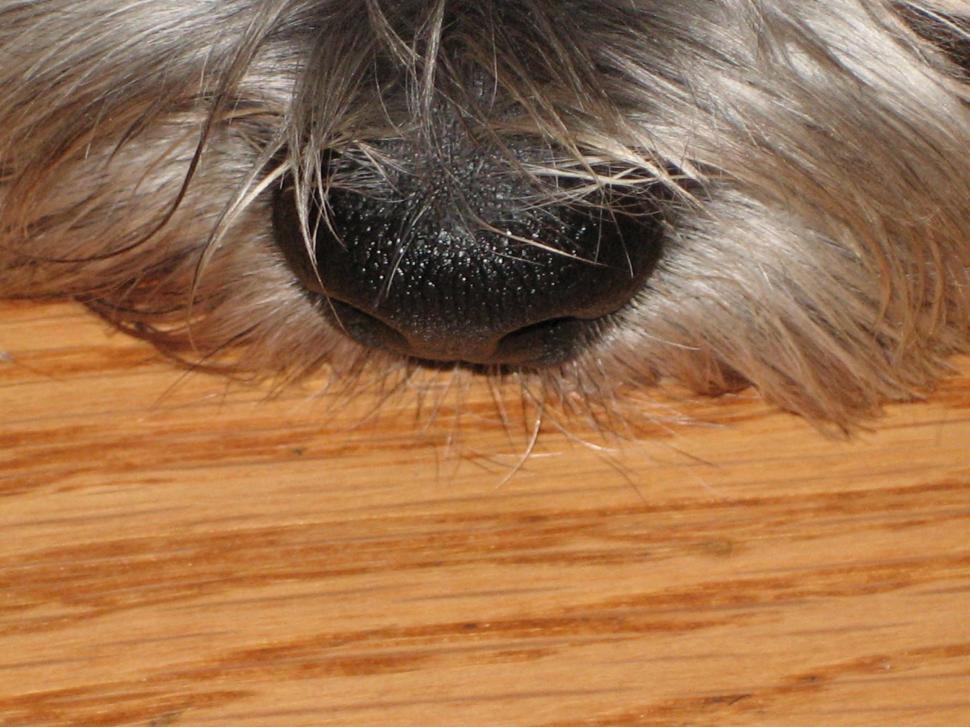 Free Image of Dog Nose 