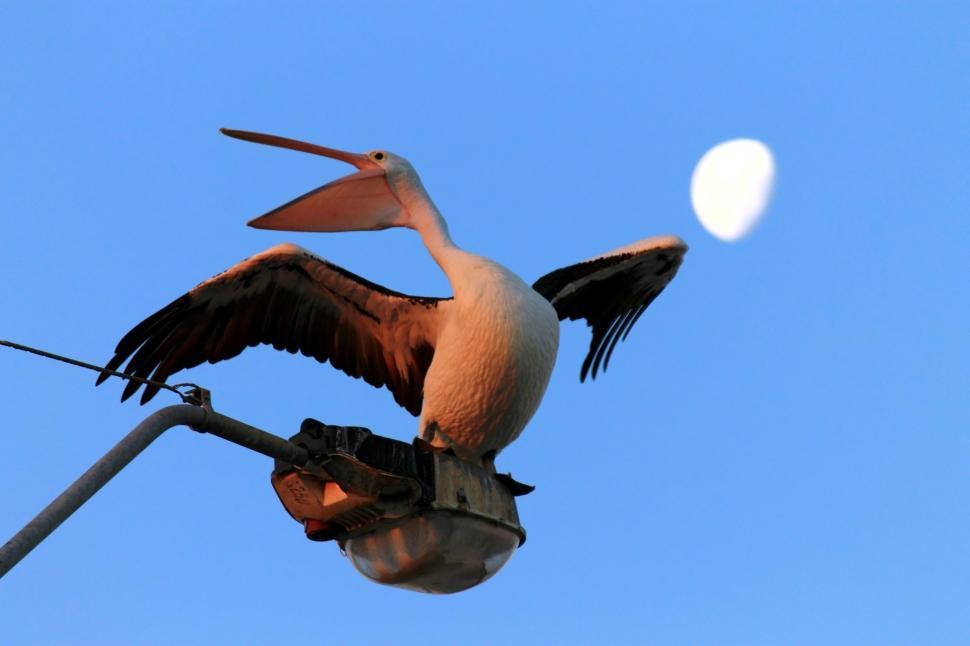 Free Image of The pelican and the moon 