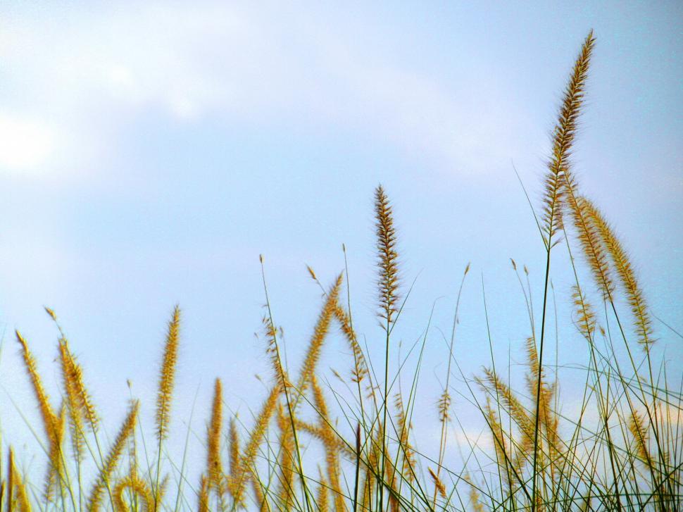 Free Image of Long Grass 