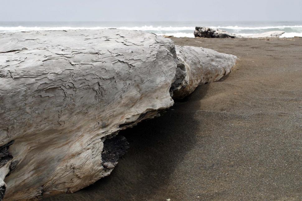 Free Image of beach coast coastal ocean fog driftwood wood sand california northern water coastline log bleach bleached wave 