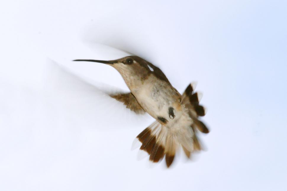 Free Image of Hummingbird Flying With Spread Wings 