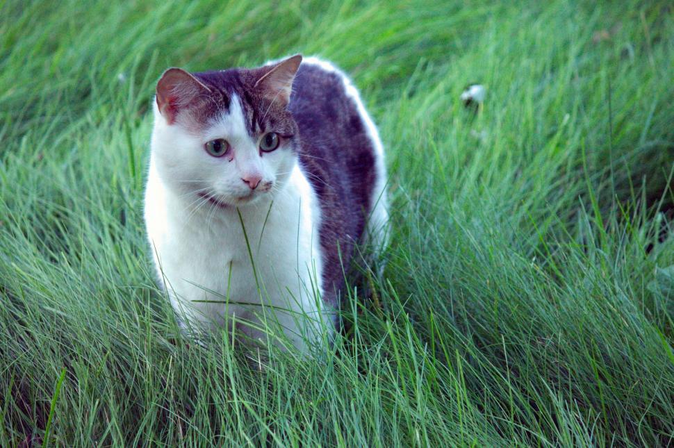 Free Image of Cat in the grass 