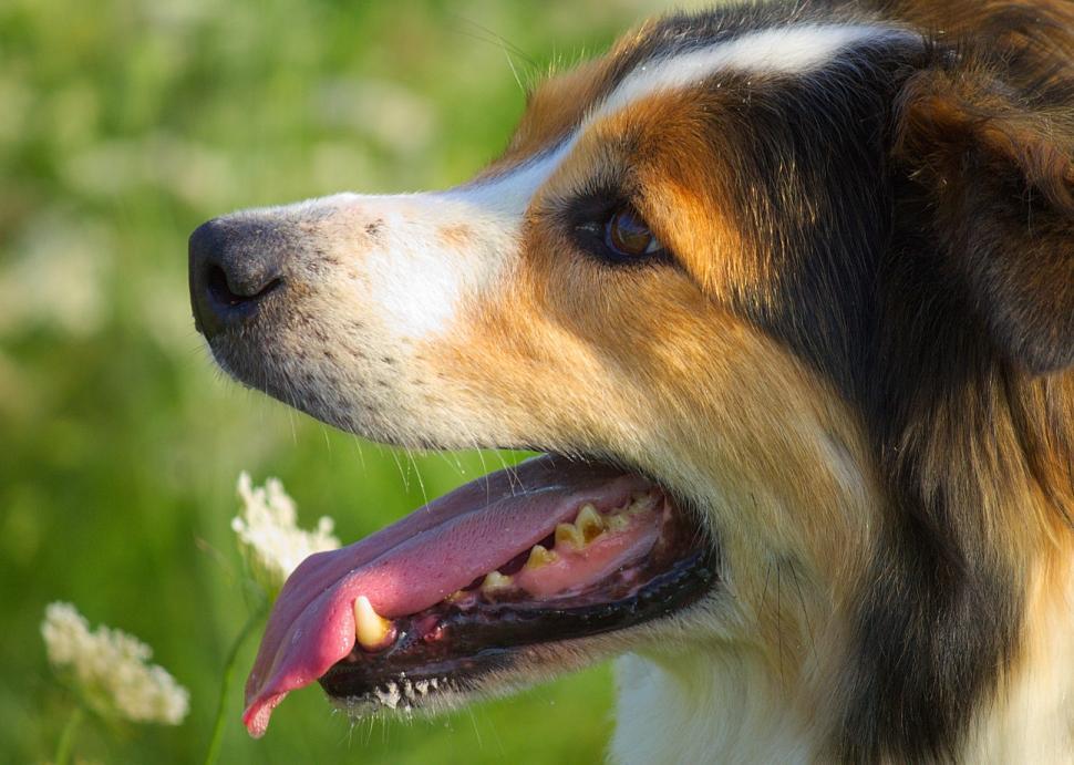 Free Image of Border Collie 