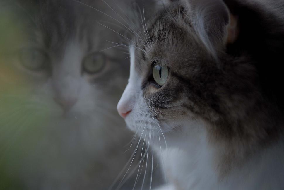 Free Image of Grey And White Cat 