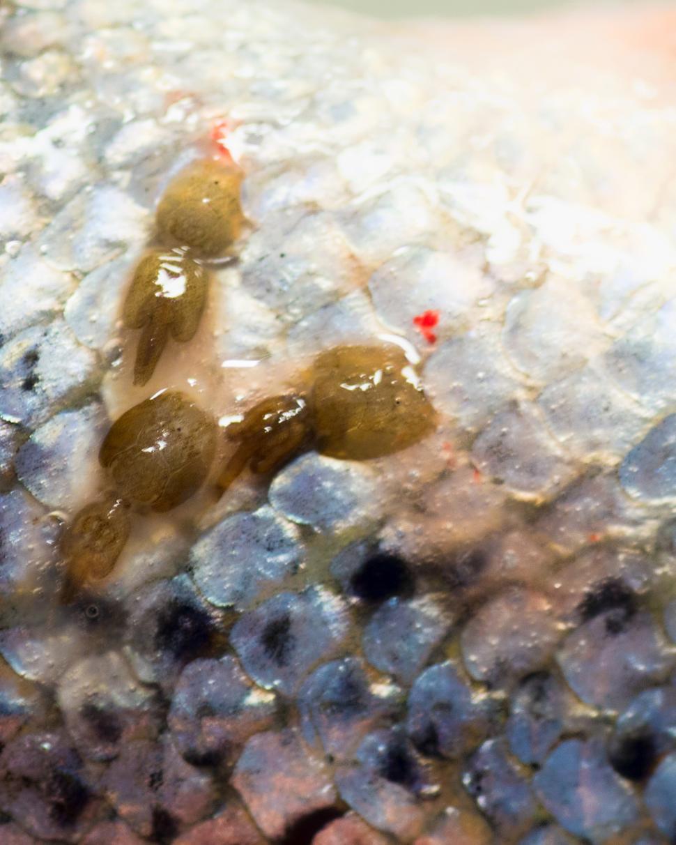 Free Image of Salmon Parasite 