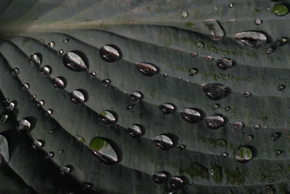 Free Image of Water Drops On Leaf 