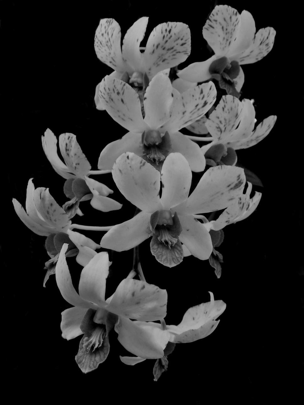 Free Image of Orchids Black and White 