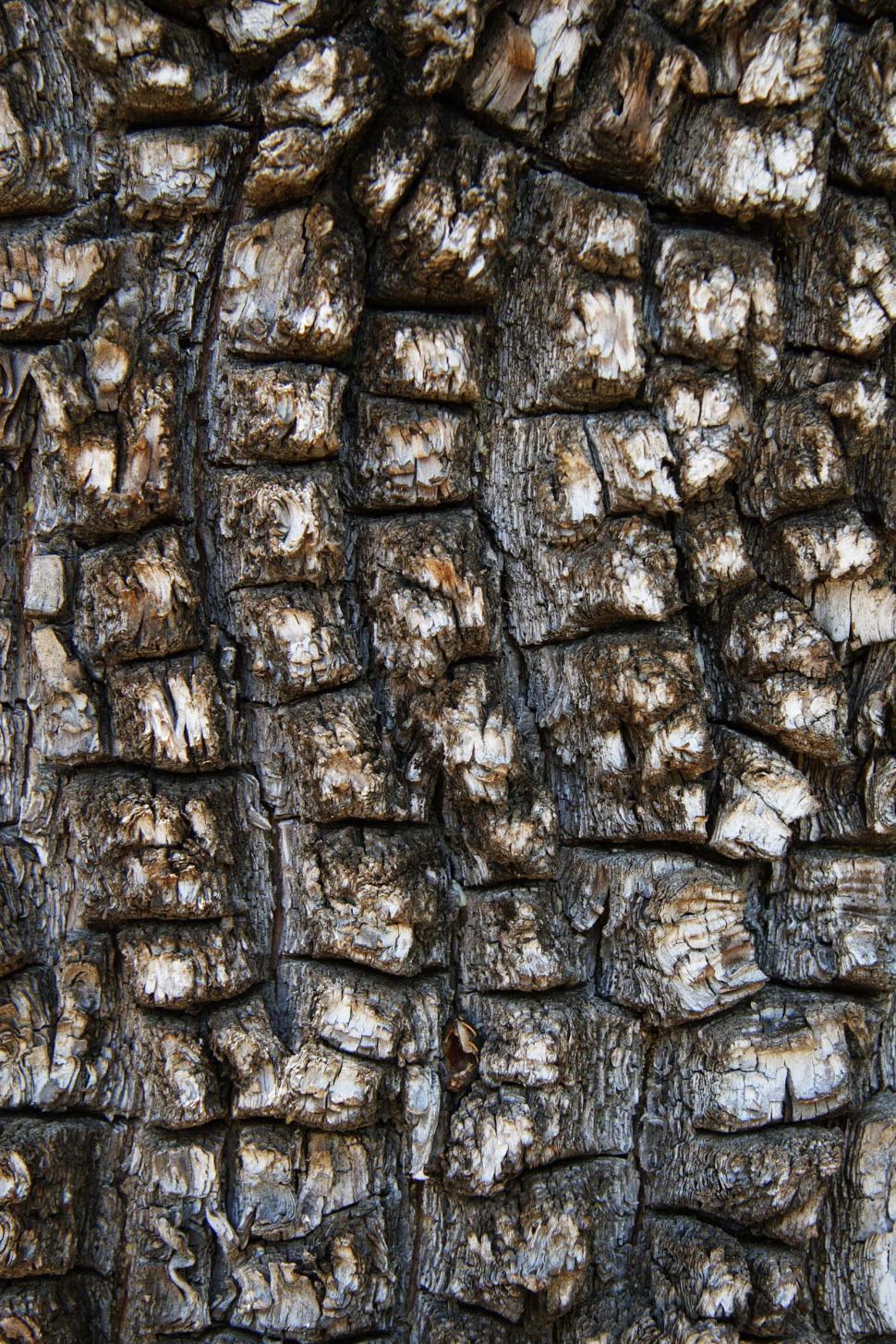 Free Image of Detailed Close-Up of Tree Bark Texture 