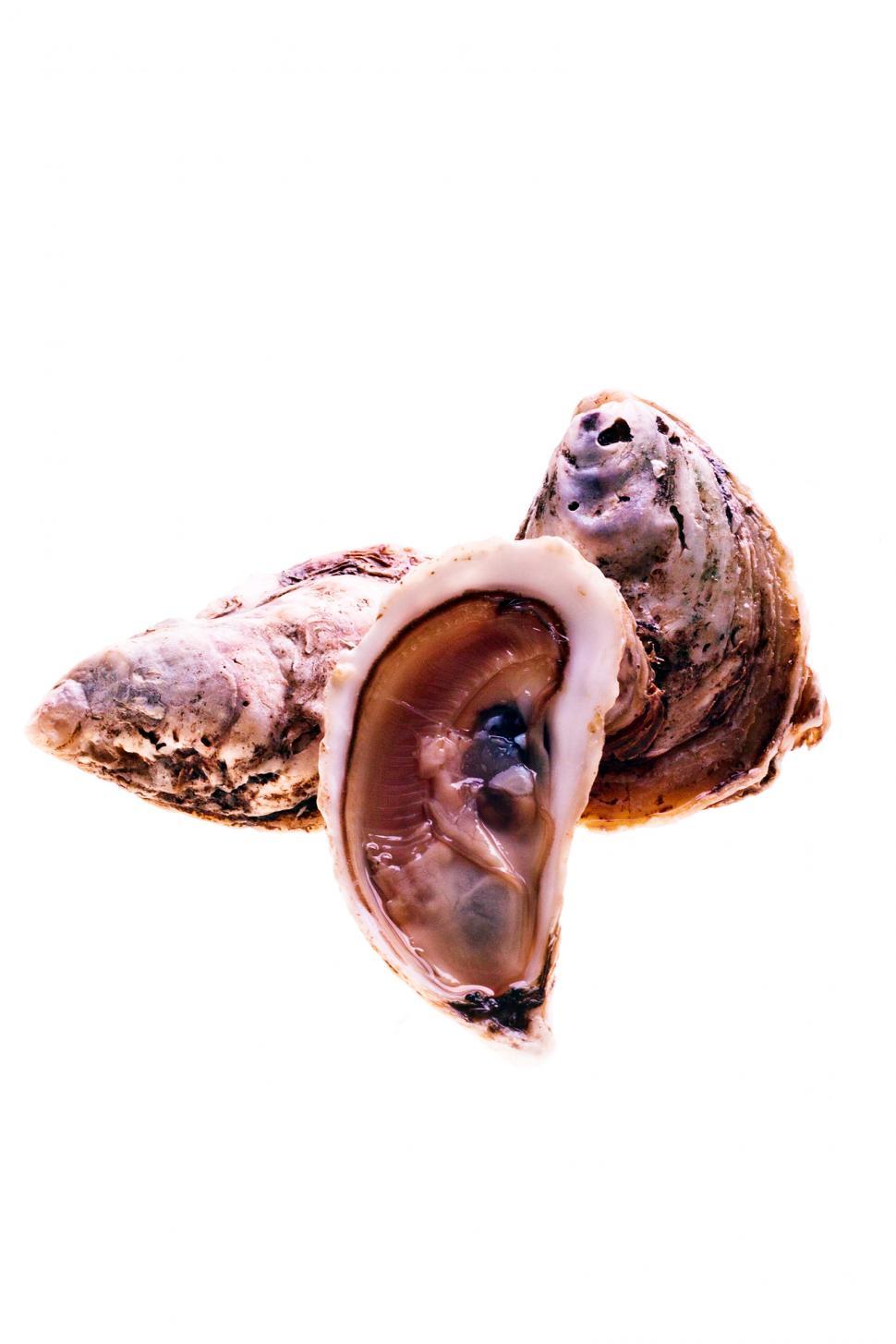 Free Image of Oysters 