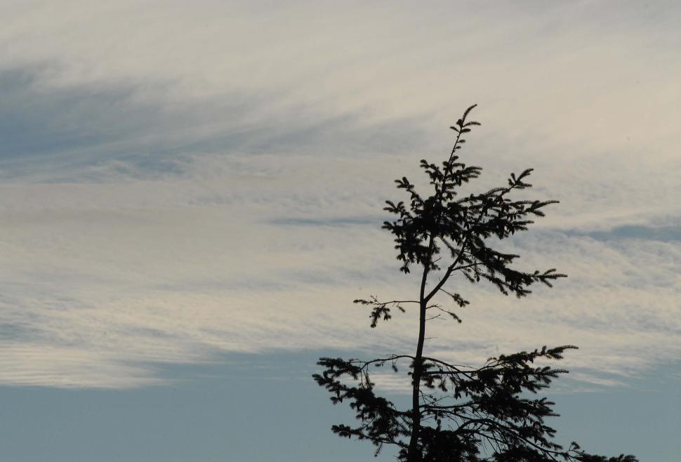 Free Image of Lone Tree and Clouds 1 